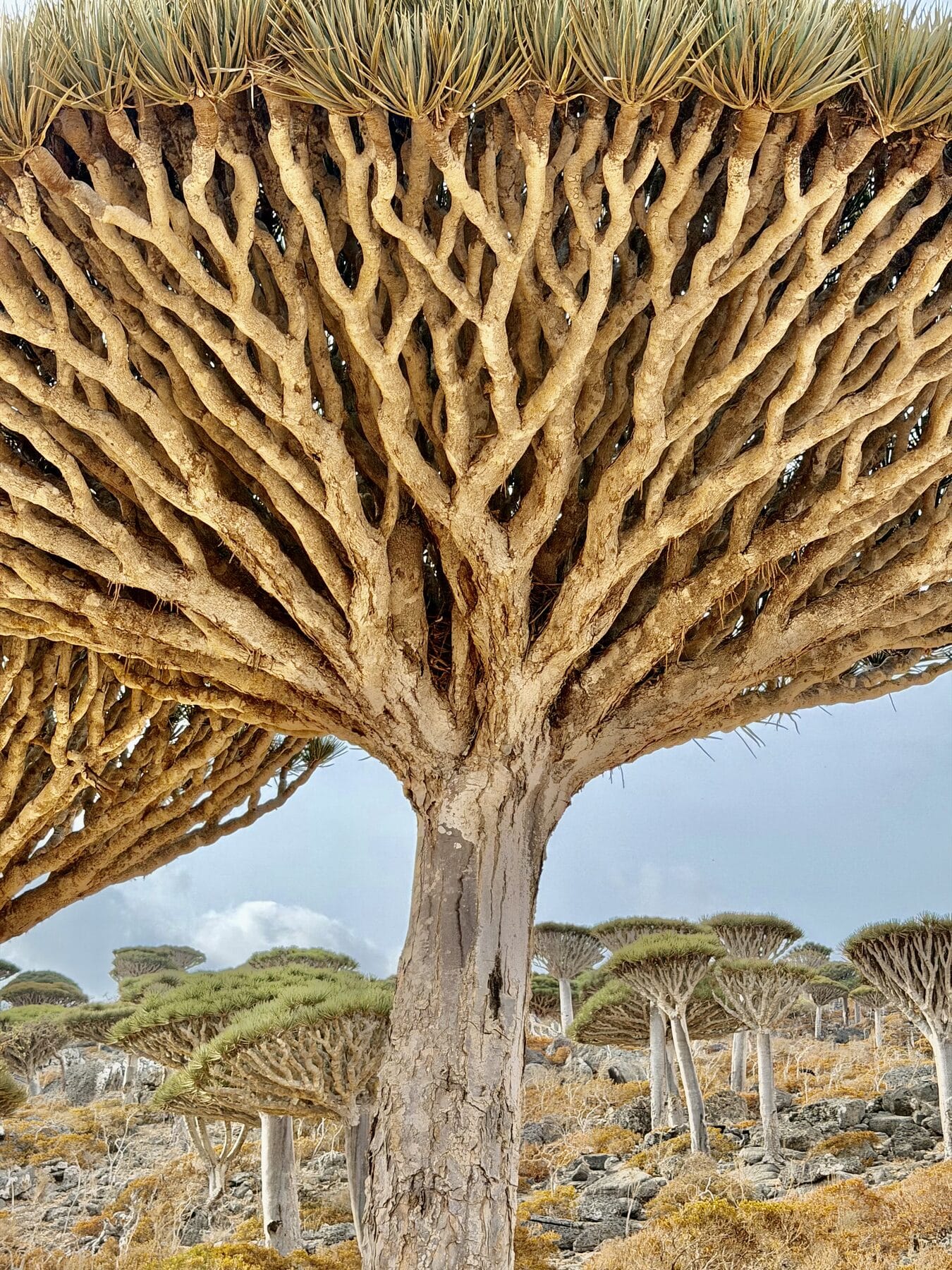Yemen — Socotra · dragon-blood tree