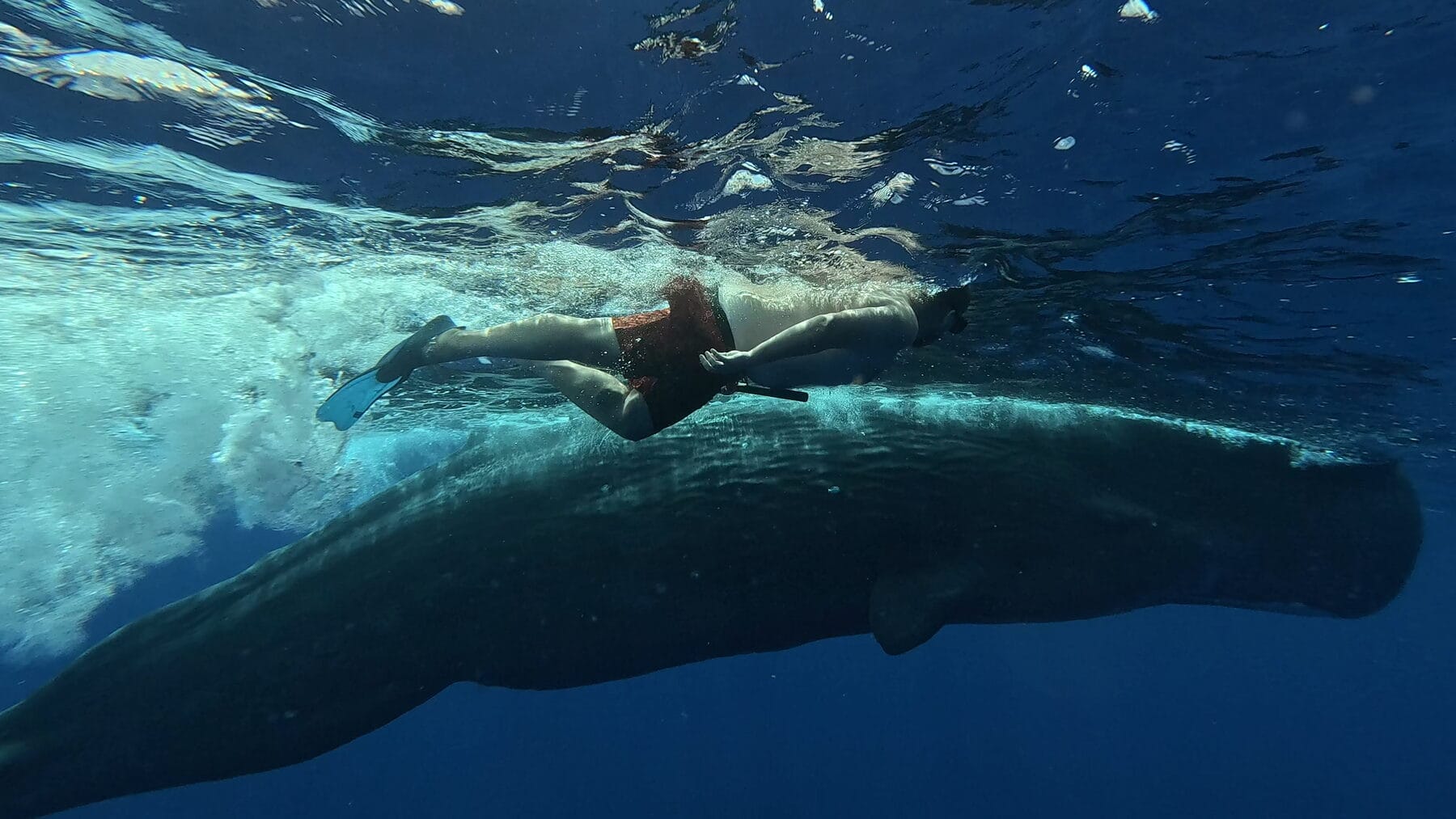 Whales, up close.